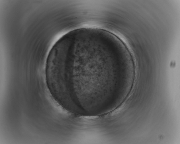 X0000096960864200802081229