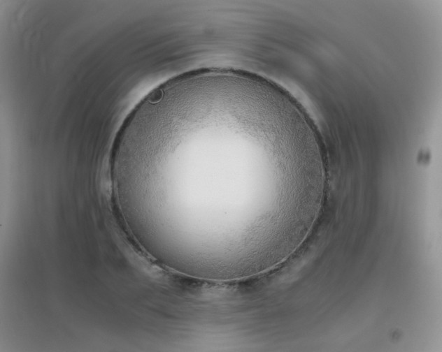 X0000096960887200802081228