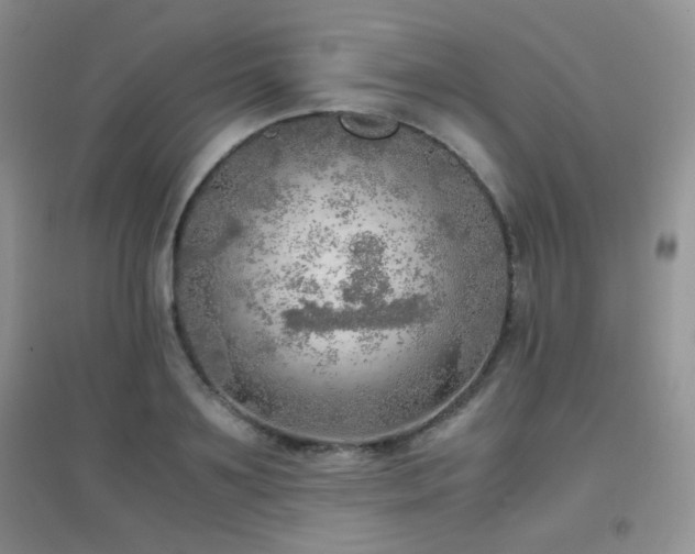 X0000096960891200802081228