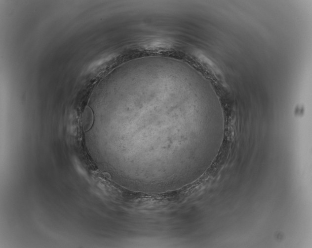 X0000096960917200802081227