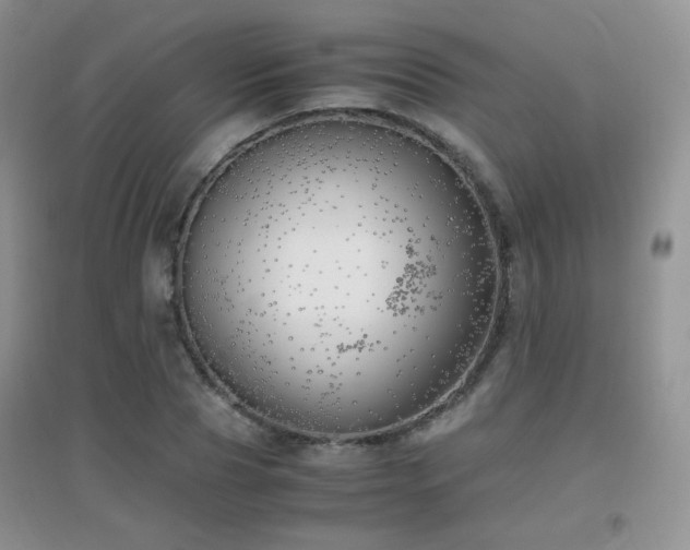 X0000096960929200802081227