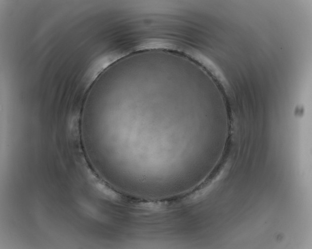 X0000096960937200802081227