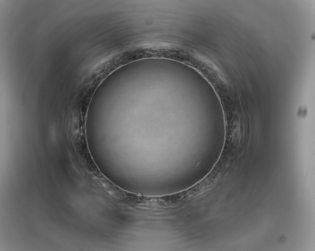 X0000096960966200802081226