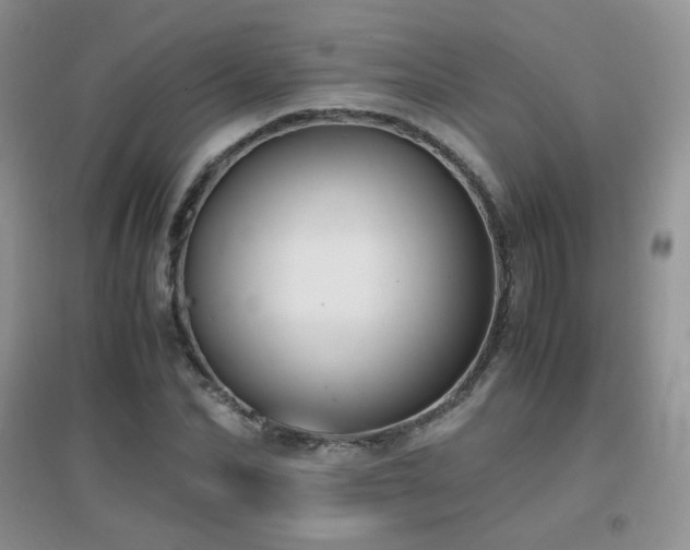 X0000096960974200802081226