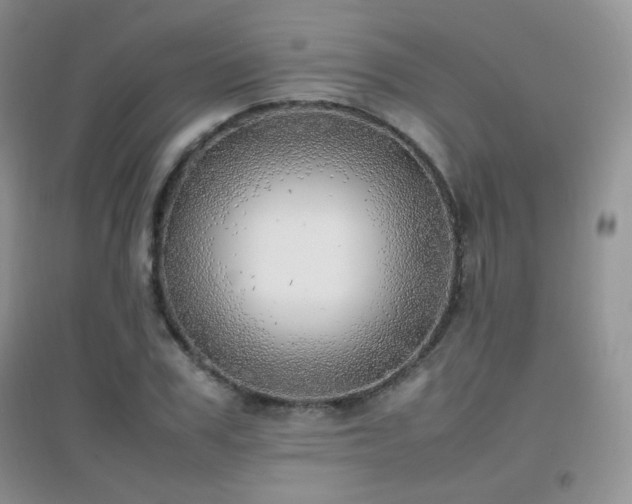 X0000096960979200802081226