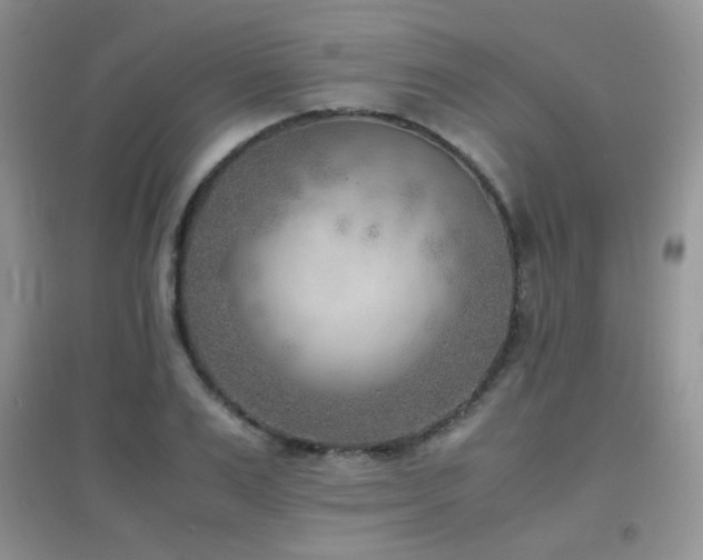 X0000096960983200802081226