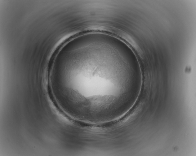 X0000096960984200802081226