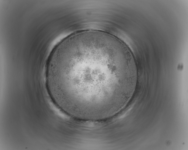 X0000096960987200802081226