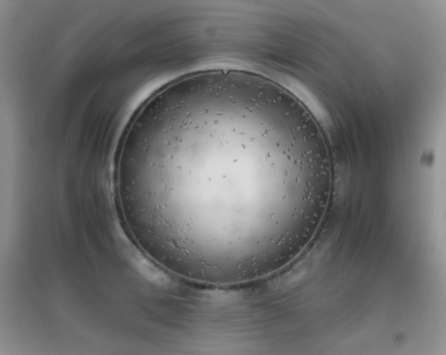X0000096960996200802081226
