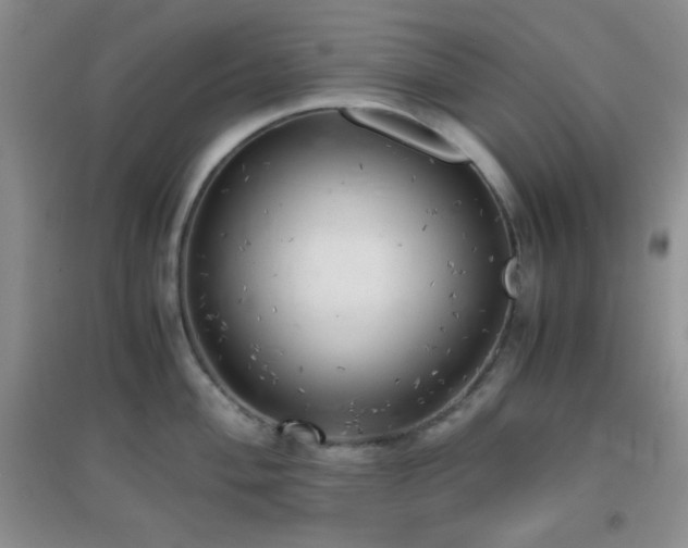 X0000096961004200802081226