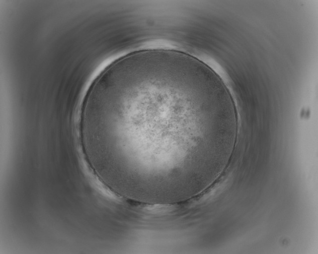 X0000096961008200802081226