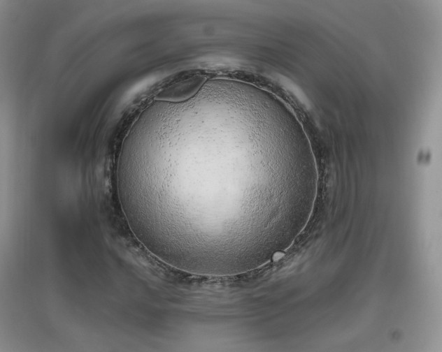 X0000096961016200802081225