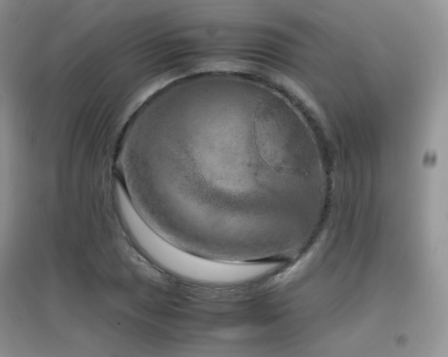 X0000096961025200802081225