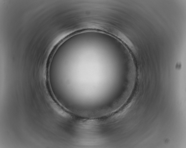 X0000096961028200802081226