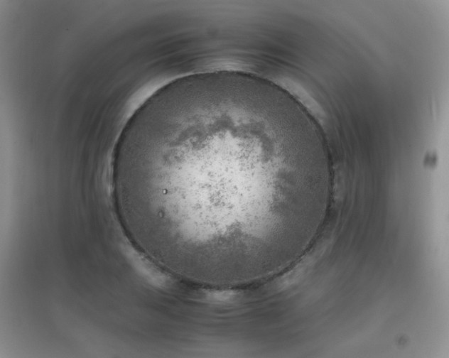 X0000096961031200802081226