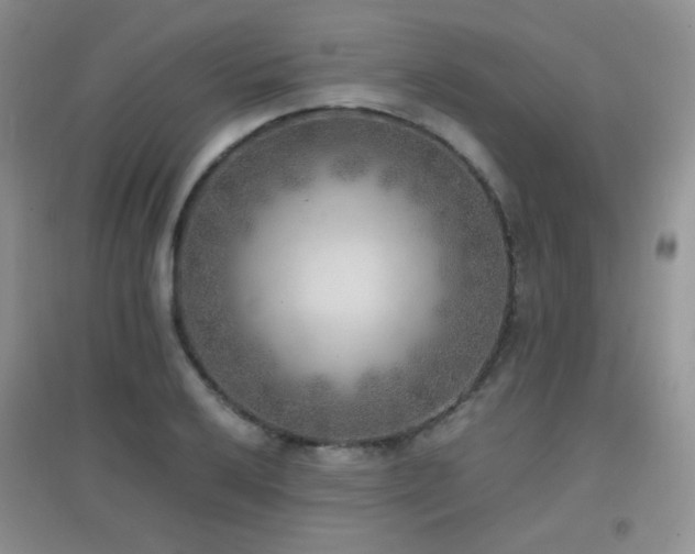 X0000096961032200802081226