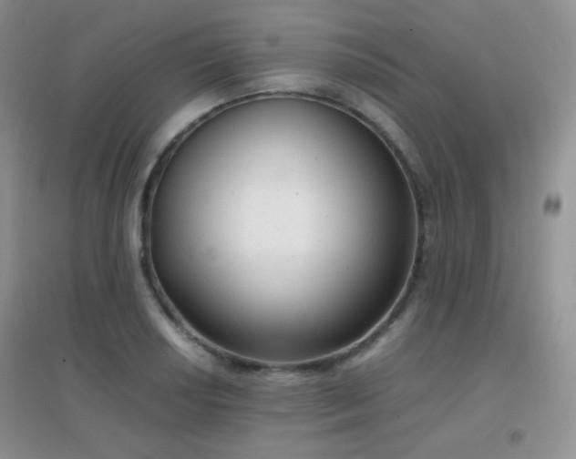 X0000096961034200802081226