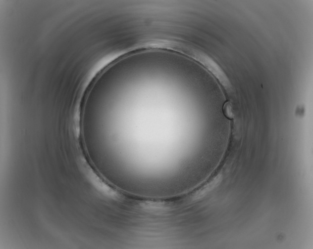 X0000096961036200802081226