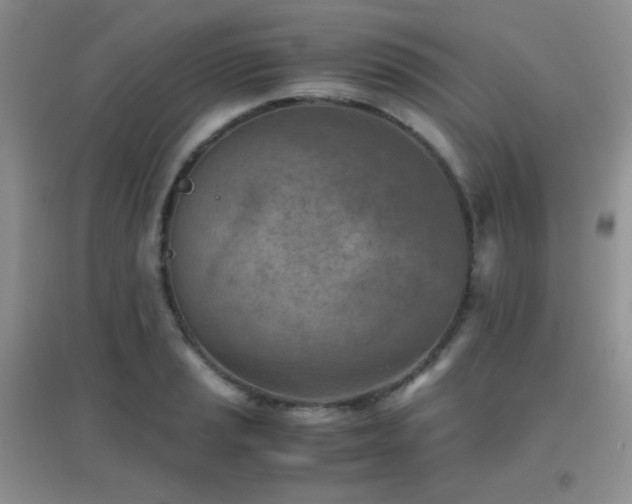 X0000096961037200802081226