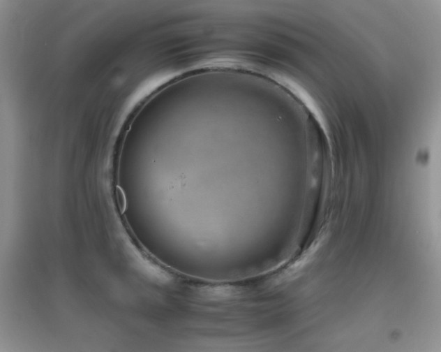 X0000096961045200802081226