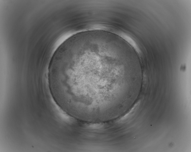 X0000096961047200802081226