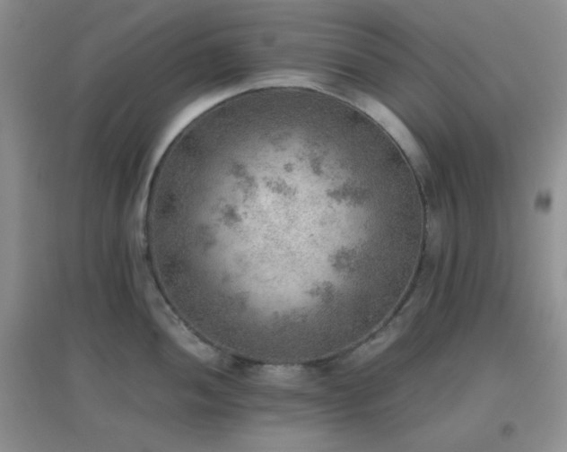 X0000096961052200802081226