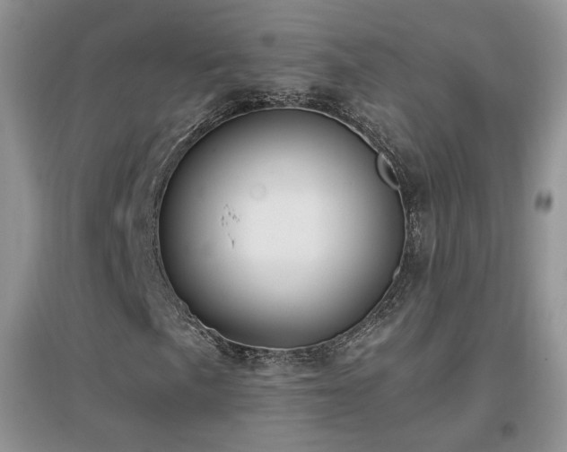 X0000096961057200802081225