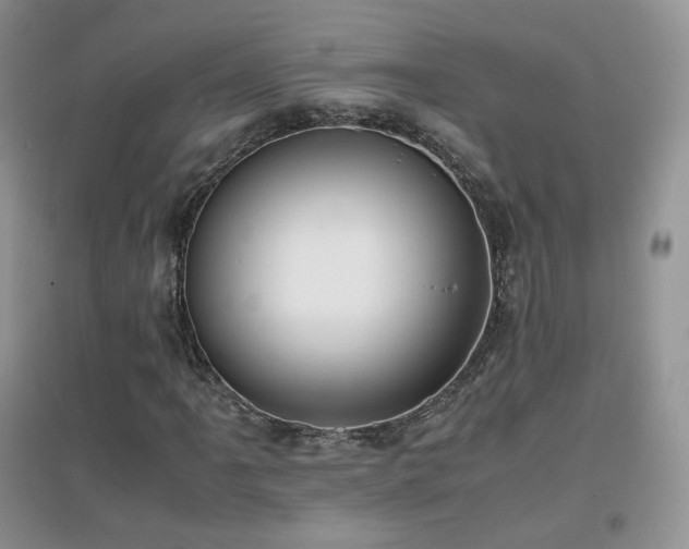 X0000096961061200802081225