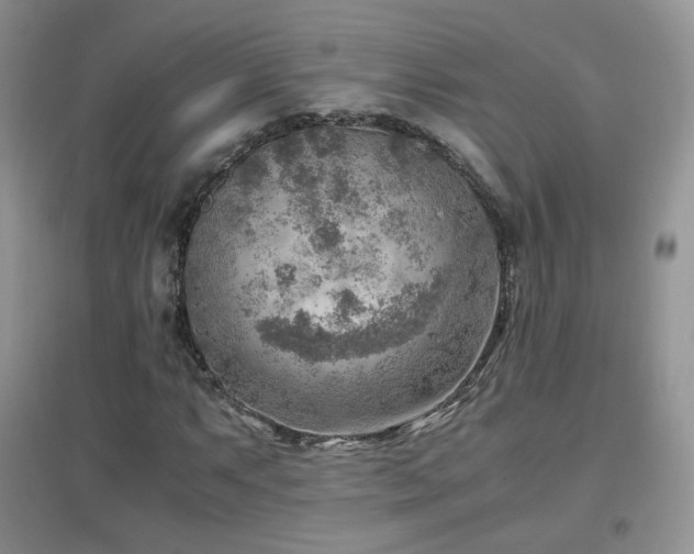 X0000096961063200802081225