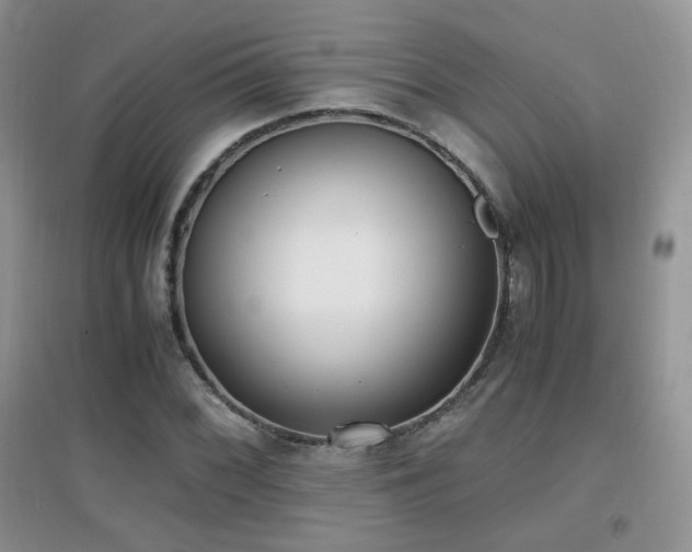 X0000096961068200802081225