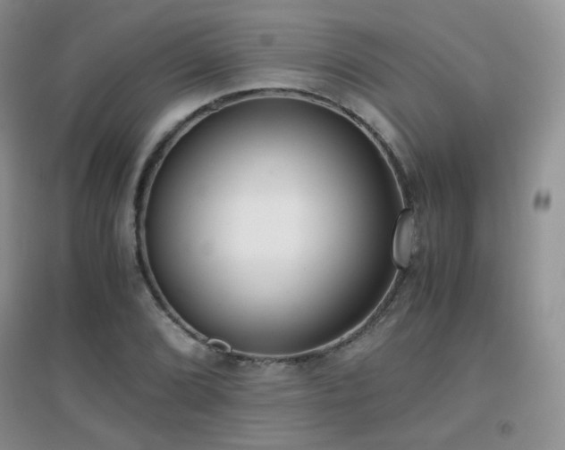 X0000096961072200802081225