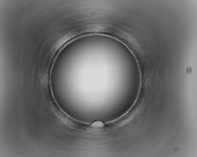 X0000096961073200802081225