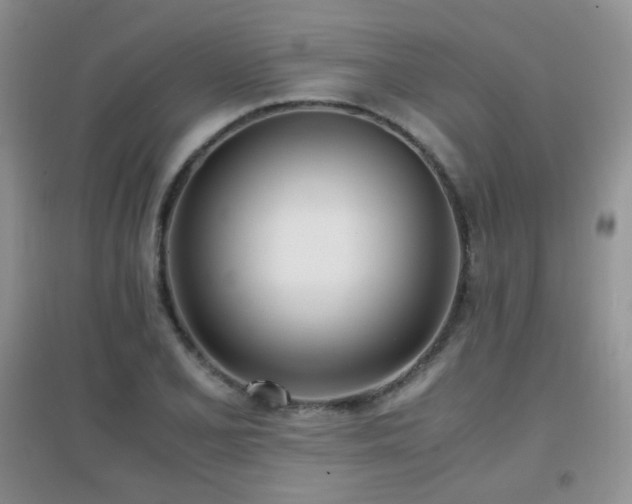 X0000096961077200802081225