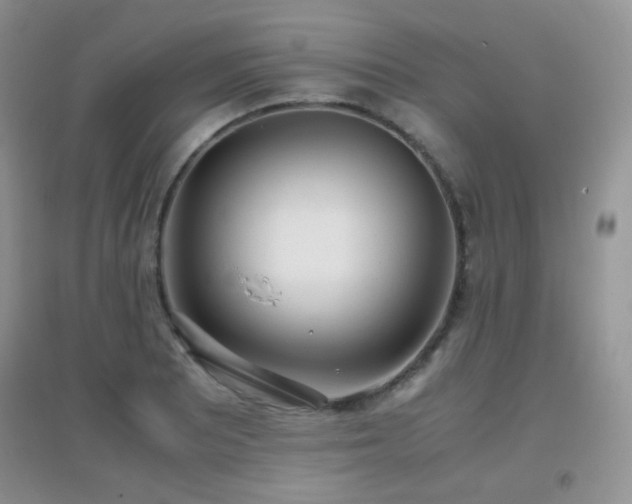 X0000096961081200802081225