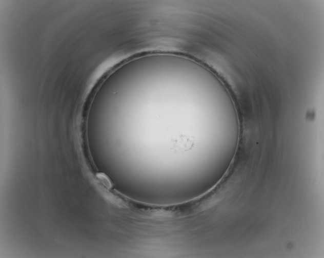 X0000096961085200802081225