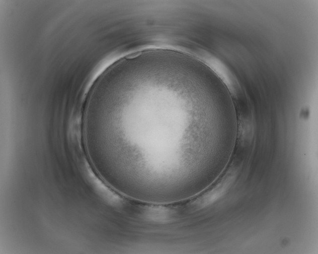 X0000096961100200802081225