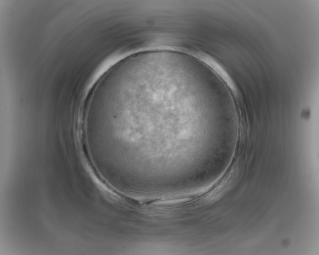 X0000096961101200802081225
