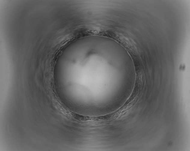 X0000096961105200802081224