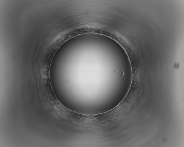 X0000096961110200802081224
