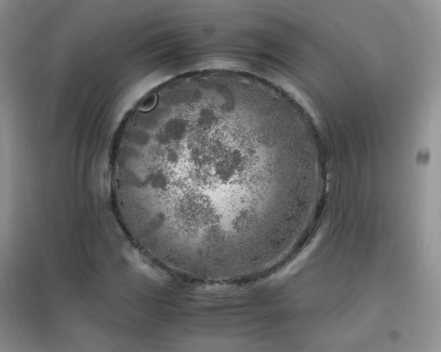 X0000096961117200802081224