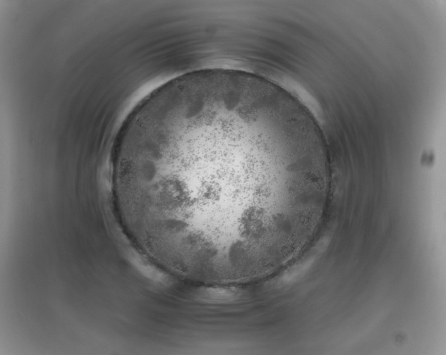 X0000096961125200802081224