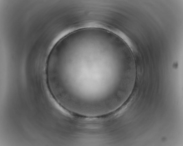 X0000096961142200802081224