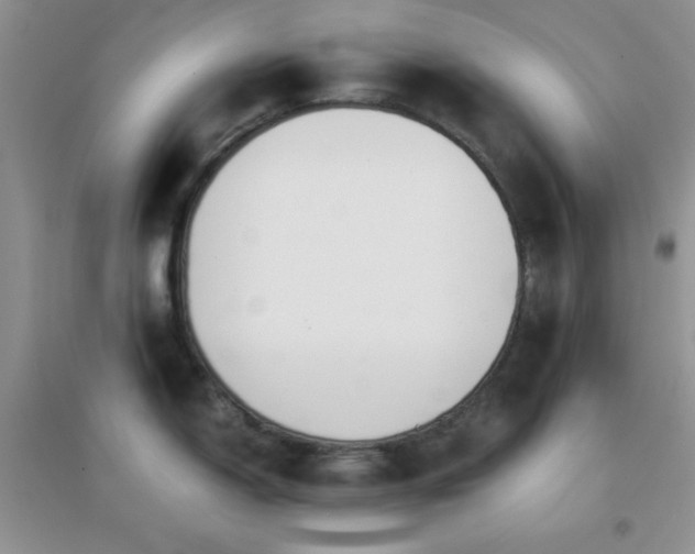 X0000096961150200802081225