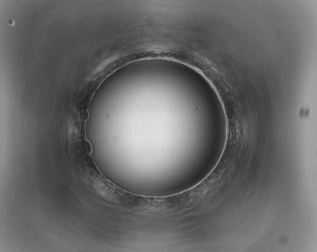 X0000096961158200802081224