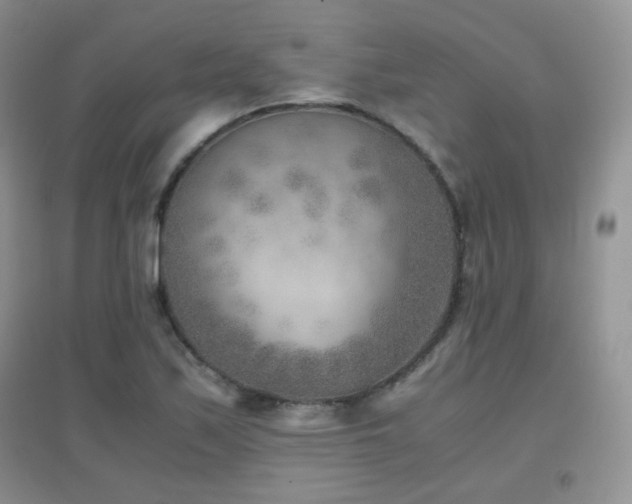 X0000096961171200802081224