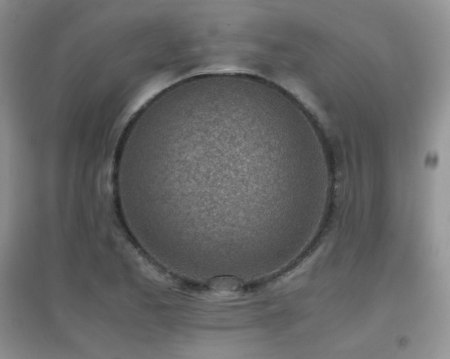 X0000096961173200802081224