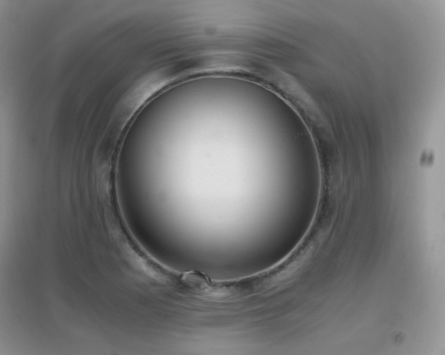 X0000096961177200802081224