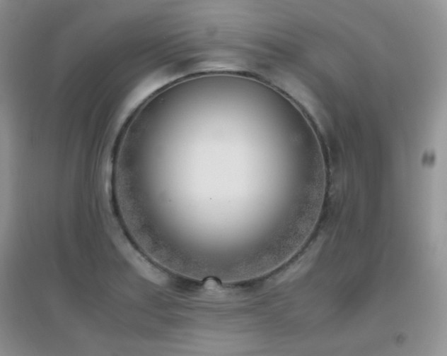 X0000096961179200802081224
