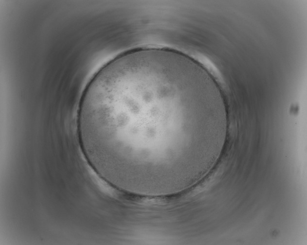 X0000096961183200802081223