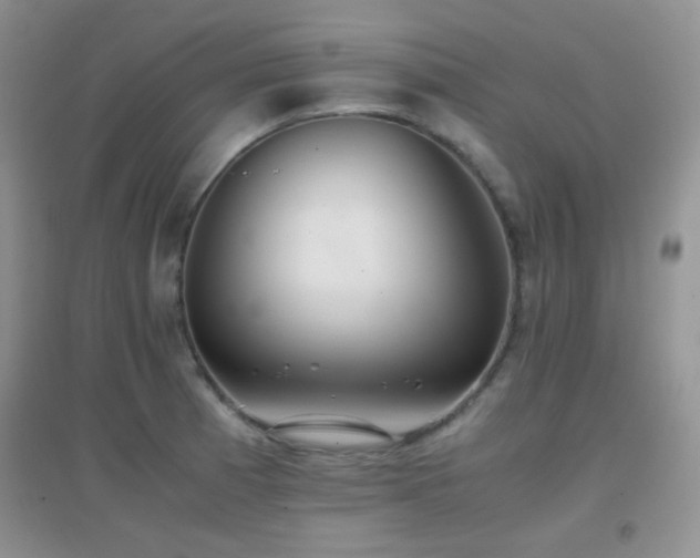 X0000096961185200802081223